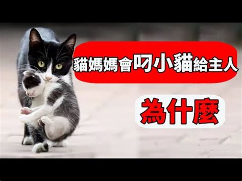 母貓會拋棄小貓嗎|貓咪飼養